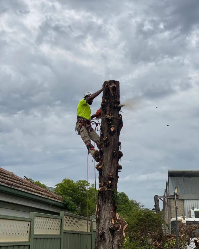 Tree Removal Sydney | Tree Lopping & Qualified Arborists | SWTC