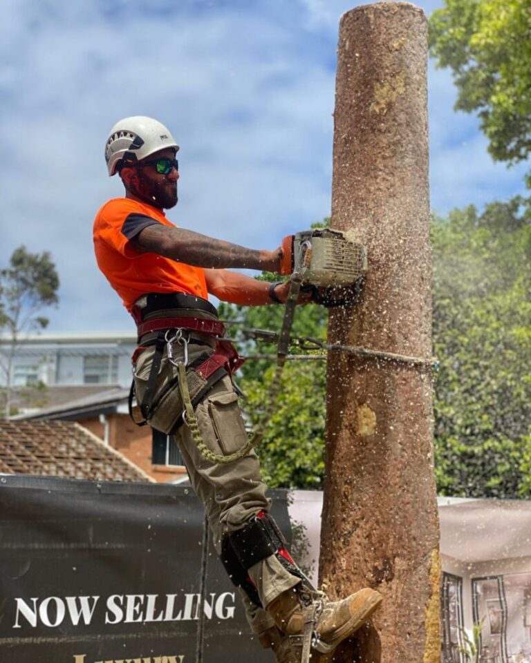 Tree Removal Sydney | Tree Lopping & Qualified Arborists | SWTC