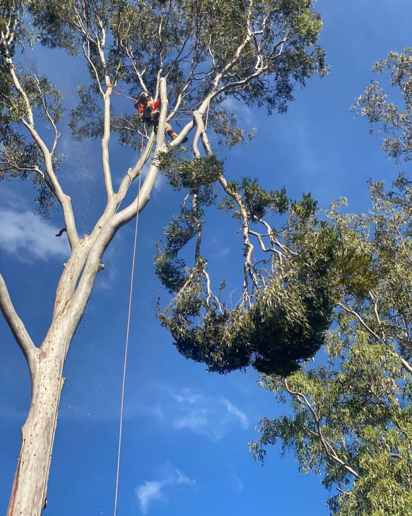 Tree Felling Sydney