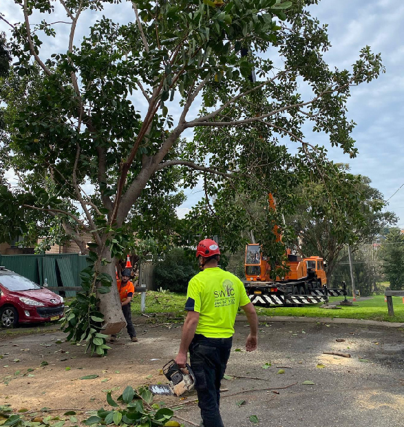 TRUSTED EXPERTS IN TREE REMOVAL IN SYDNEY - Sydney Wide Tree Cutting -  provides professional tree removal, pruning, cutting & lopping services  throughout Sydney. Contact us for more information or get a