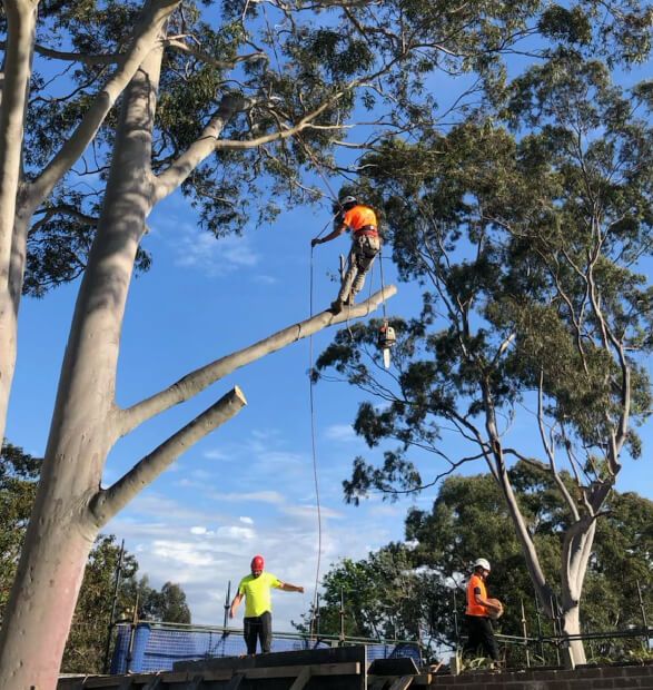 Tree Prunning in Sydney