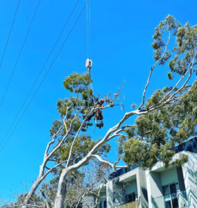 Tree Pruning Sydney | Tree Trimming & Arborist Services | SWTC