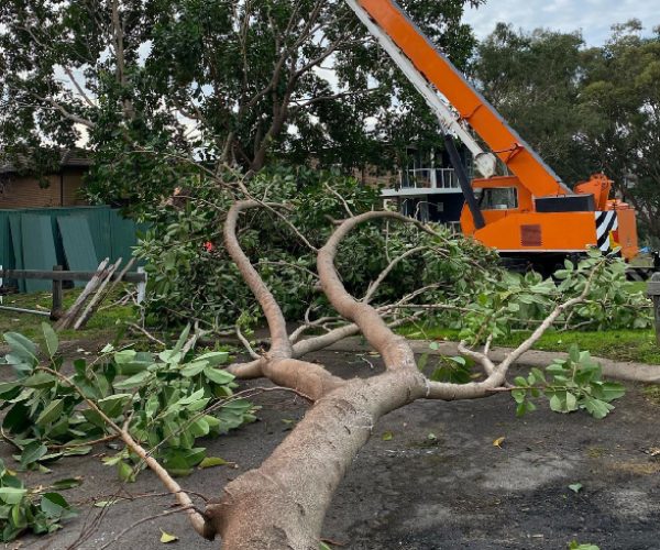 tree-felling-img